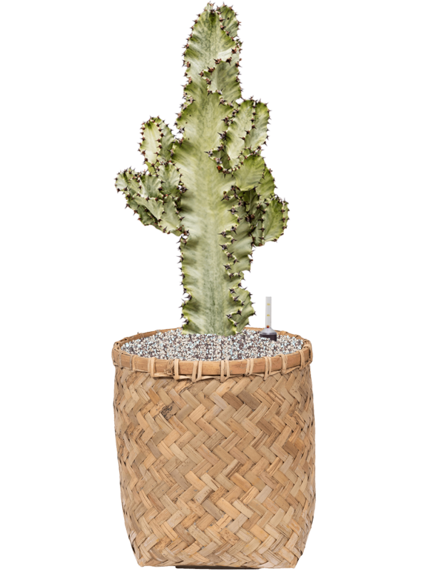 Euphorbia ingens marmorata in Bohemian Office Plant With Pot 76cm Height 30cm Dia