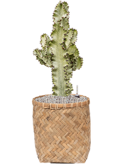 Euphorbia ingens marmorata in Bohemian Office Plant With Pot 76cm Height 30cm Dia