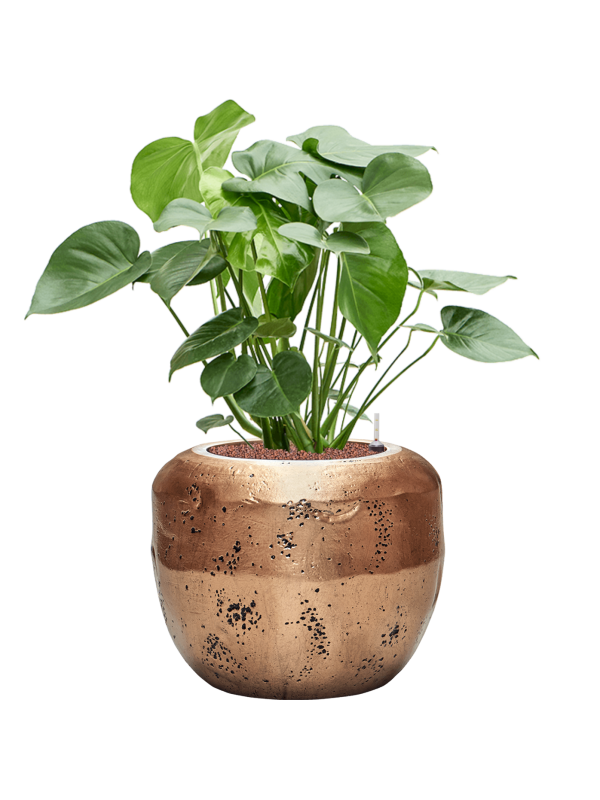 Monstera deliciosa in Baq Opus Raw Office Plant With Pot 94cm Height 31cm Dia
