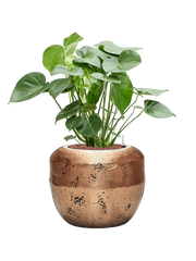 Monstera deliciosa in Baq Opus Raw Office Plant With Pot 94cm Height 31cm Dia