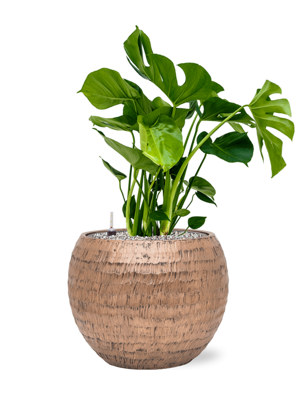Monstera deliciosa in Baq Opus Hammered Office Plant With Pot 80cm Height 27cm Dia