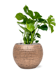 Monstera deliciosa in Baq Opus Hammered Office Plant With Pot 80cm Height 27cm Dia