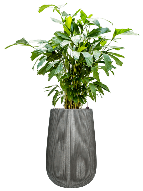 Caryota mitis in Ridged Vertically Office Plant With Pot 155cm Height 30cm Dia