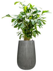 Caryota mitis in Ridged Vertically Office Plant With Pot 155cm Height 30cm Dia