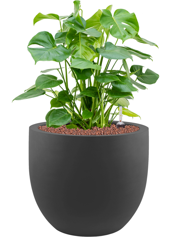 Monstera deliciosa in Stretto Office Plant With Pot 78cm Height 38cm Dia