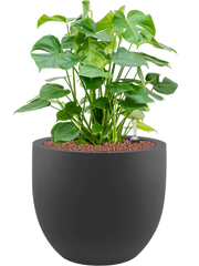 Monstera deliciosa in Stretto Office Plant With Pot 78cm Height 38cm Dia