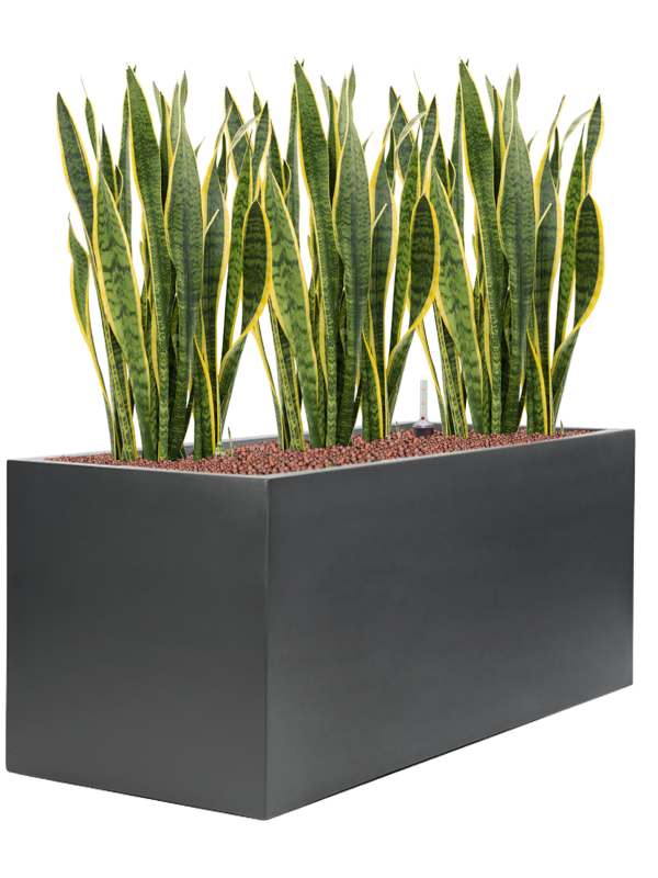 Sansevieria trifasciata 'Laurentii' in Stretto Office Plant With Pot 99cm Height cm Dia