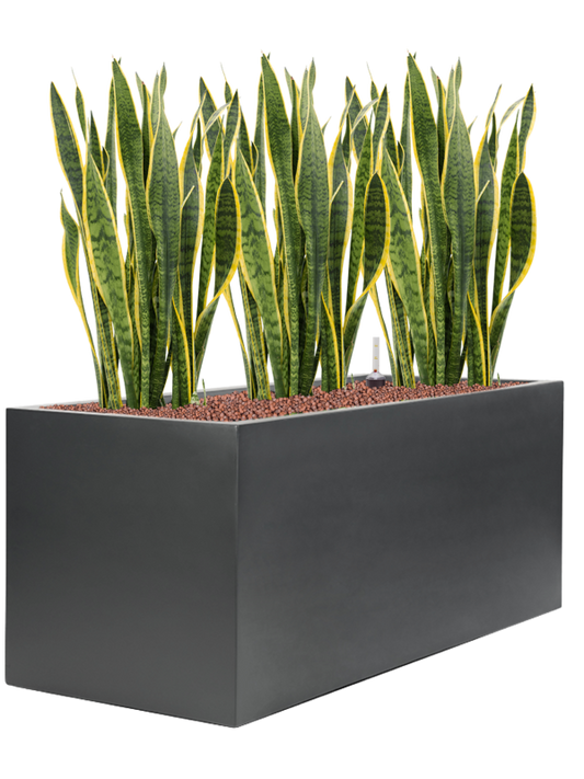 Sansevieria trifasciata 'Laurentii' in Stretto Office Plant With Pot 99cm Height cm Dia