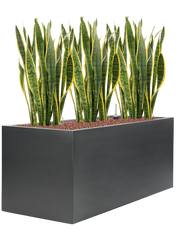 Sansevieria trifasciata 'Laurentii' in Stretto Office Plant With Pot 99cm Height cm Dia