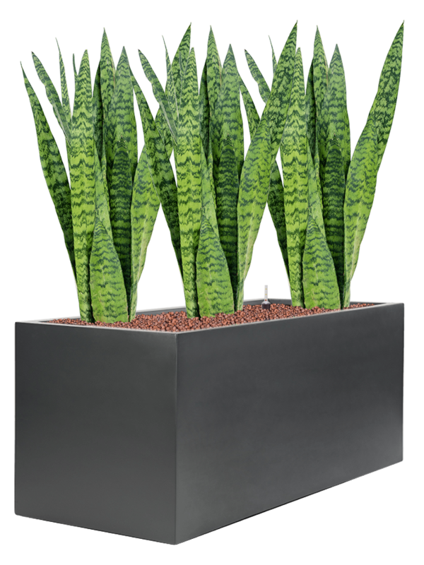 Sansevieria zeylanica in Stretto Office Plant With Pot 88cm Height cm Dia