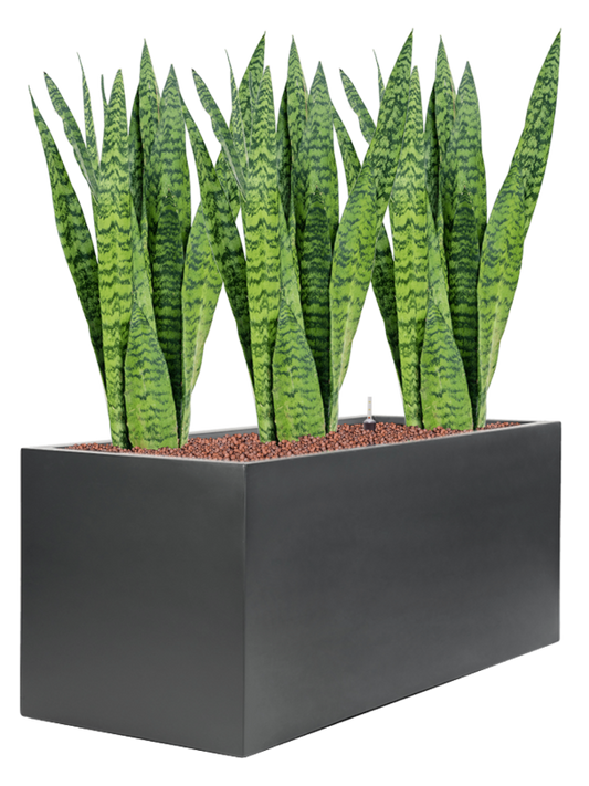 Sansevieria zeylanica in Stretto Office Plant With Pot 88cm Height cm Dia