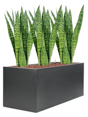 Sansevieria zeylanica in Stretto Office Plant With Pot 88cm Height cm Dia