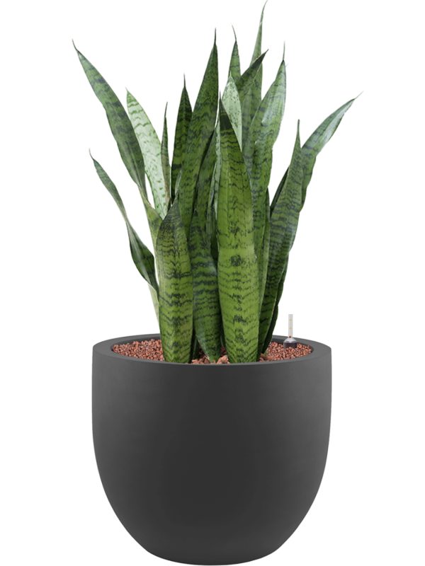 Sansevieria zeylanica in Stretto Office Plant With Pot 94cm Height 38cm Dia