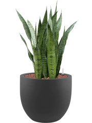 Sansevieria zeylanica in Stretto Office Plant With Pot 94cm Height 38cm Dia