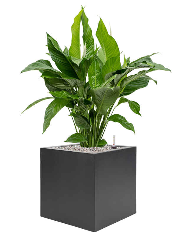 Spathiphyllum 'Sweet Lauretta' in Stretto Office Plant With Pot 103cm Height 38cm Dia