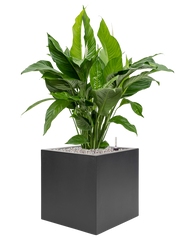 Spathiphyllum 'Sweet Lauretta' in Stretto Office Plant With Pot 103cm Height 38cm Dia