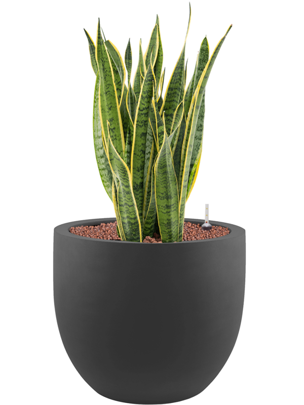 Sansevieria trifasciata 'Laurentii' in Stretto Office Plant With Pot 83cm Height 38cm Dia