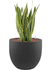 Sansevieria trifasciata 'Laurentii' in Stretto Office Plant With Pot 83cm Height 38cm Dia