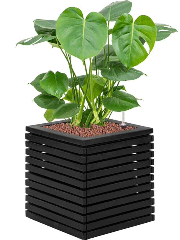Monstera deliciosa in Marrone Orizzontale (met inzetbak) Office Plant With Pot 79cm Height 26cm Dia