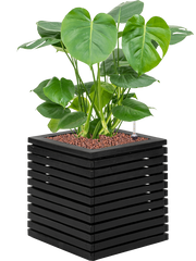 Monstera deliciosa in Marrone Orizzontale (met inzetbak) Office Plant With Pot 79cm Height 26cm Dia