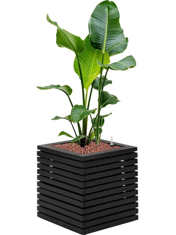 Strelitzia nicolai in Marrone Orizzontale (met inzetbak) Office Plant With Pot 124cm Height 36cm Dia