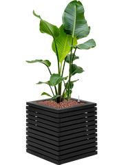 Strelitzia nicolai in Marrone Orizzontale (met inzetbak) Office Plant With Pot 124cm Height 36cm Dia