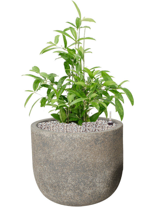 Dracaena surculosa in Cement Office Plant With Pot 80cm Height 32cm Dia