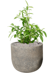 Dracaena surculosa in Cement Office Plant With Pot 80cm Height 32cm Dia