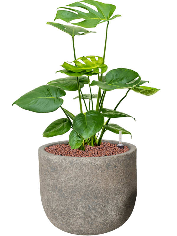 Monstera deliciosa in Cement Office Plant With Pot 59cm Height 21cm Dia