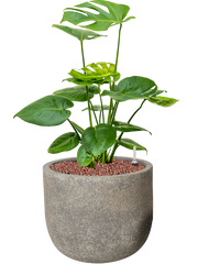 Monstera deliciosa in Cement Office Plant With Pot 59cm Height 21cm Dia