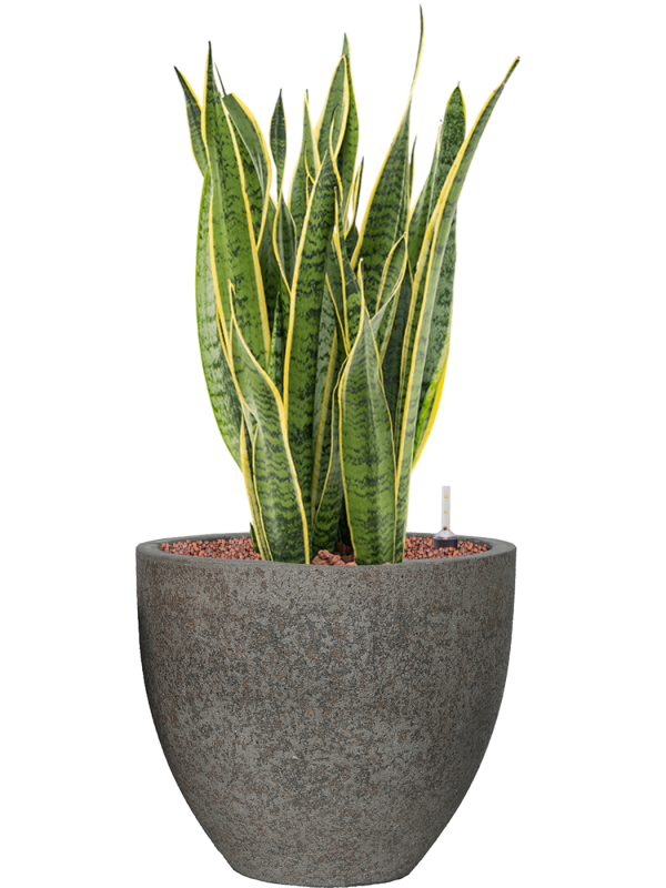 Sansevieria trifasciata 'Laurentii' in Cement Office Plant With Pot 77cm Height 29cm Dia