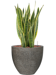 Sansevieria trifasciata 'Laurentii' in Cement Office Plant With Pot 77cm Height 29cm Dia