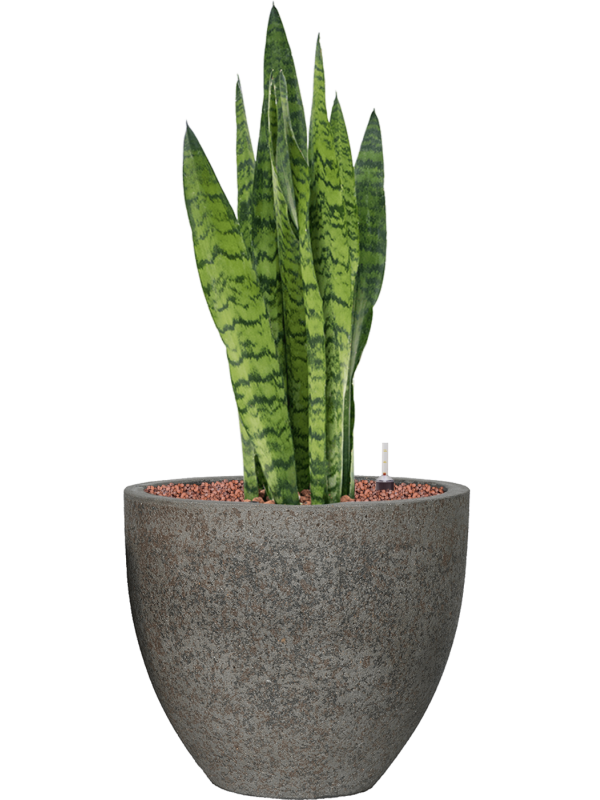 Sansevieria zeylanica in Cement Office Plant With Pot 77cm Height 29cm Dia