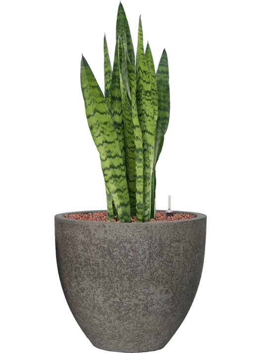 Sansevieria zeylanica in Cement Office Plant With Pot 77cm Height 29cm Dia