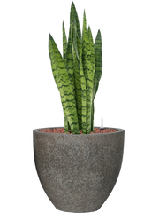 Sansevieria zeylanica in Cement Office Plant With Pot 77cm Height 29cm Dia