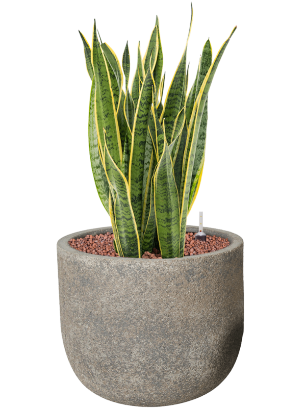 Sansevieria trifasciata 'Laurentii' in Cement Office Plant With Pot 79cm Height 32cm Dia