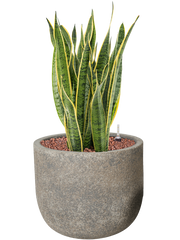 Sansevieria trifasciata 'Laurentii' in Cement Office Plant With Pot 79cm Height 32cm Dia