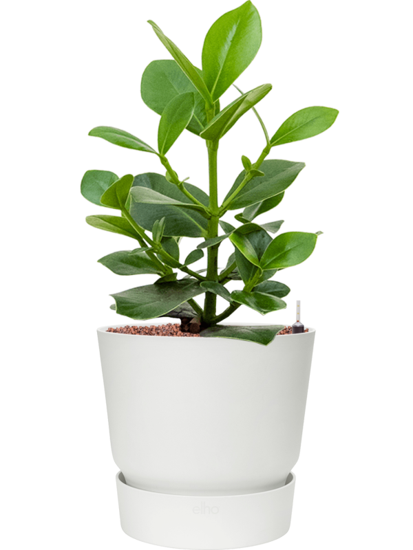 Clusia rosea 'Princess' in Greenville Office Plant With Pot 66cm Height 28.5cm Dia