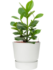 Clusia rosea 'Princess' in Greenville Office Plant With Pot 66cm Height 28.5cm Dia