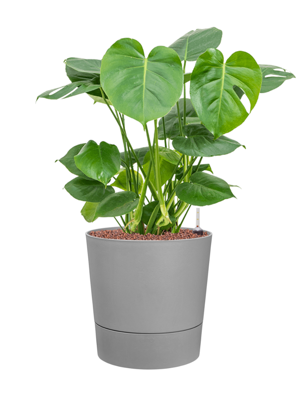 Monstera deliciosa in Greensense Aqua Care Office Plant With Pot 71cm Height 28.5cm Dia