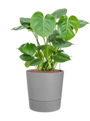 Monstera deliciosa in Greensense Aqua Care Office Plant With Pot 71cm Height 28.5cm Dia