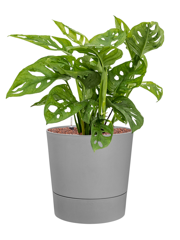 Monstera obliqua in Greensense Aqua Care Office Plant With Pot 62cm Height 28.5cm Dia