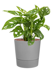 Monstera obliqua in Greensense Aqua Care Office Plant With Pot 62cm Height 28.5cm Dia
