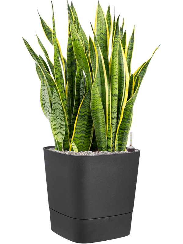 Sansevieria trifasciata 'Laurentii' in Greensense Aqua Care Office Plant With Pot 97cm Height 36cm Dia