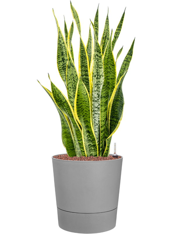 Sansevieria trifasciata 'Laurentii' in Greensense Aqua Care Office Plant With Pot 85cm Height 28.5cm Dia