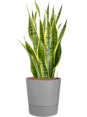 Sansevieria trifasciata 'Laurentii' in Greensense Aqua Care Office Plant With Pot 85cm Height 28.5cm Dia