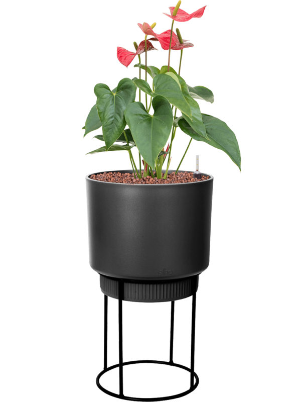 Anthurium andraeanum 'Sierra' in B. For Studio Office Plant With Pot 68cm Height 18cm Dia