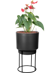 Anthurium andraeanum 'Sierra' in B. For Studio Office Plant With Pot 68cm Height 18cm Dia