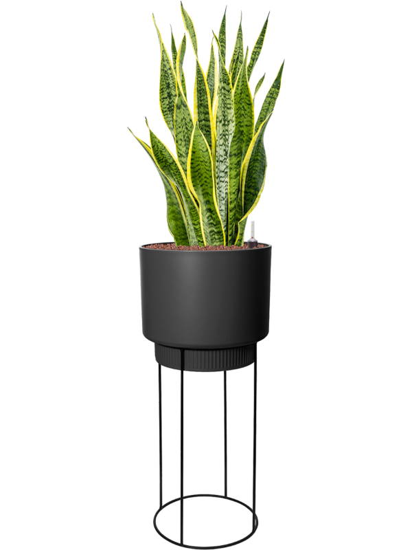 Sansevieria trifasciata 'Laurentii' in B. For Studio Office Plant With Pot 125cm Height 28cm Dia