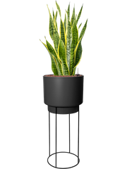 Sansevieria trifasciata 'Laurentii' in B. For Studio Office Plant With Pot 125cm Height 28cm Dia